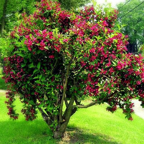 Weigela Bristol Ruby