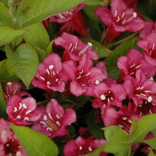 Weigela Bristol Ruby