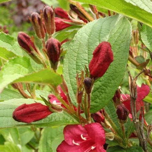 Weigela Bristol Ruby