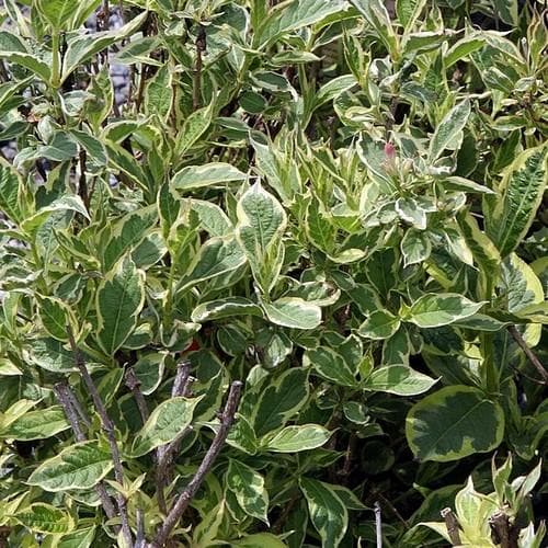 Weigela florida Nana Variegata - Future Forests