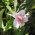 Weigela florida Nana Variegata - Future Forests