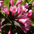 Weigela florida Victoria - Future Forests