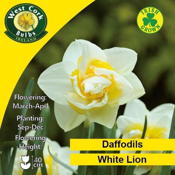 Daffodil White Lion - Future Forests
