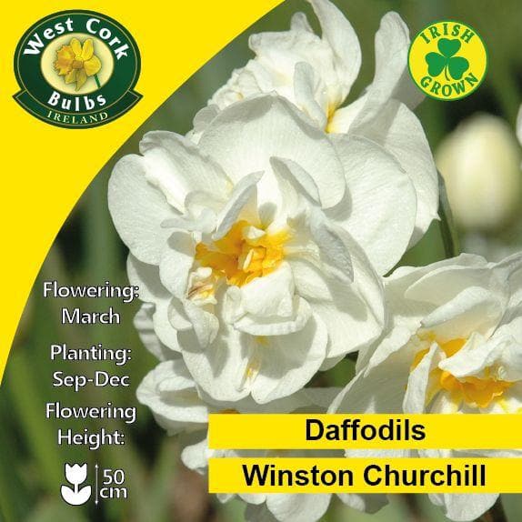 Daffodil Winston Churchill - Future Forests