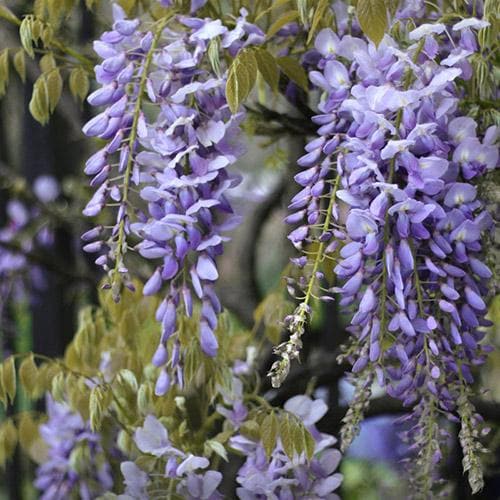 Wisteria floribunda Issai-naga