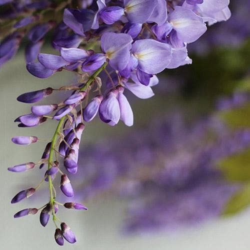 Wisteria floribunda Issai-naga