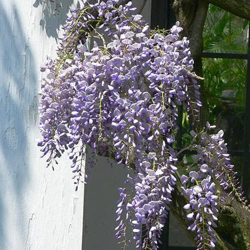 Wisteria floribunda Issai-naga