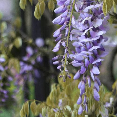 Wisteria floribunda Issai-naga