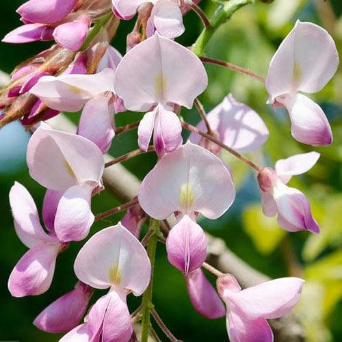 Wisteria floribunda Rosea (Hon-beni)