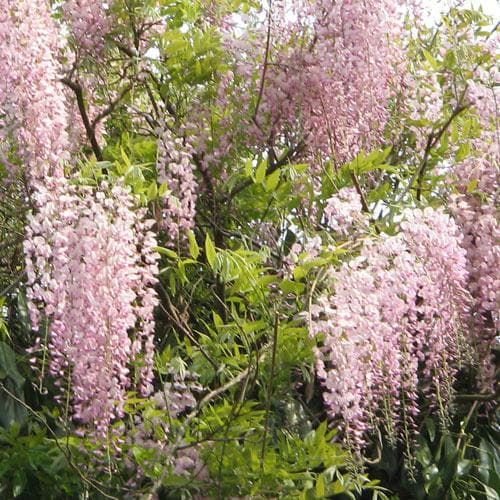 Wisteria floribunda Rosea (Hon-beni)