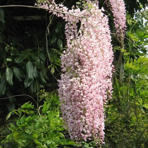 Wisteria floribunda Rosea (Hon-beni)