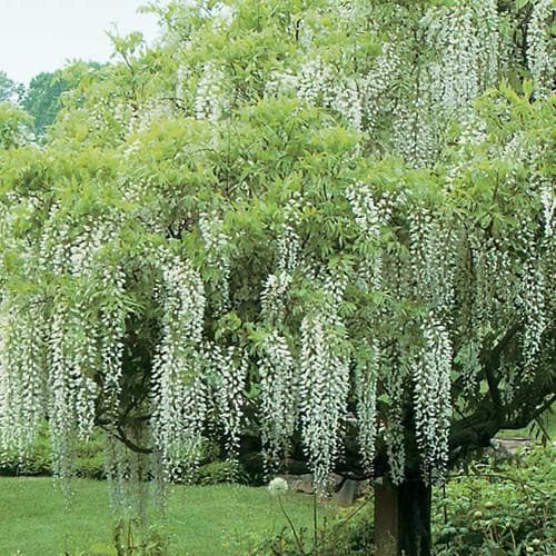 Wisteria floribunda Longissima Alba - Future Forests