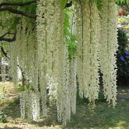 Wisteria floribunda Longissima Alba - Future Forests