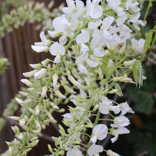 Wisteria floribunda Longissima Alba - Future Forests