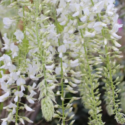 Wisteria floribunda Longissima Alba - Future Forests