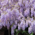 Wisteria sinensis - Future Forests