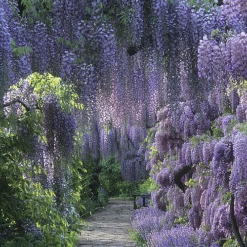 Wisteria sinensis - Future Forests