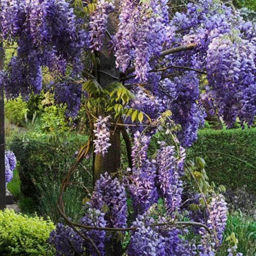 Wisteria sinensis - Future Forests