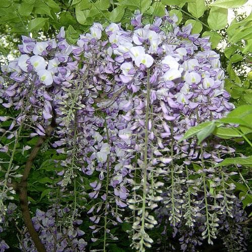 Wisteria sinensis - Future Forests