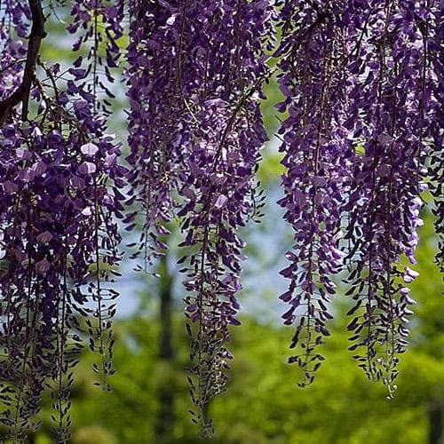 Wisteria sinensis Boskoop