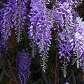 Wisteria sinensis Prolific