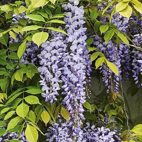 Wisteria sinensis Prolific