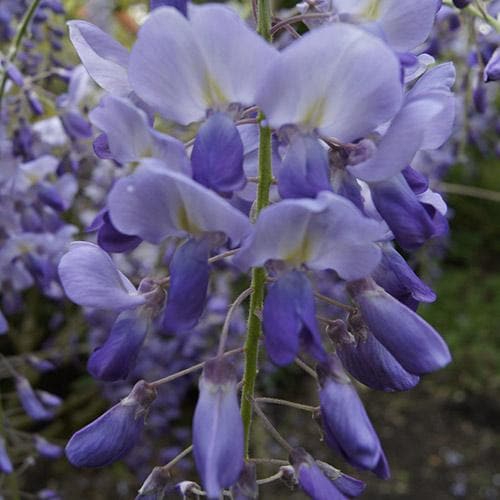 Wisteria sinensis Prolific