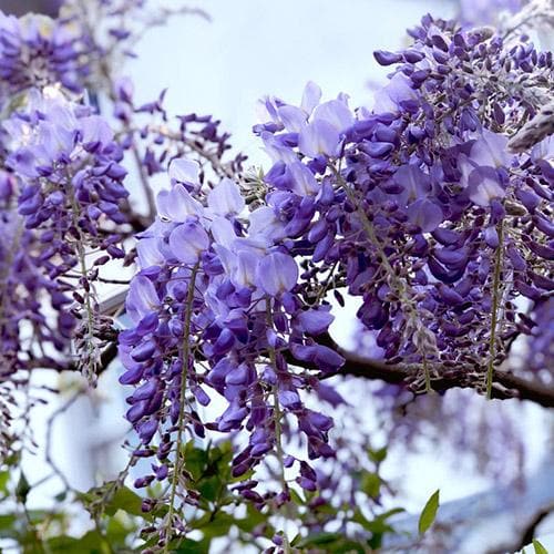 Wisteria sinensis Prolific