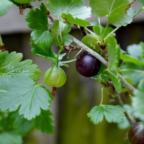 Worcesterberry - Future Forests