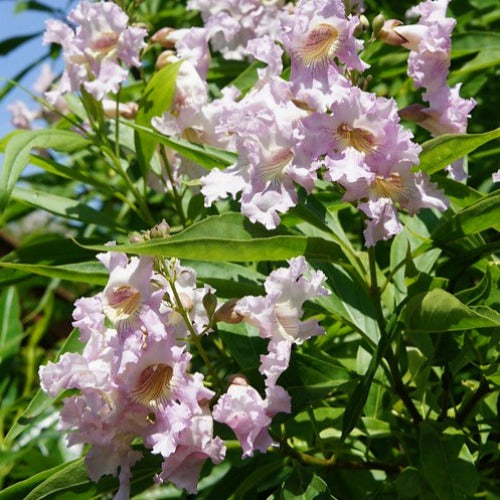 X Chitalpa tashkentensis Summer Bells (Minsum)