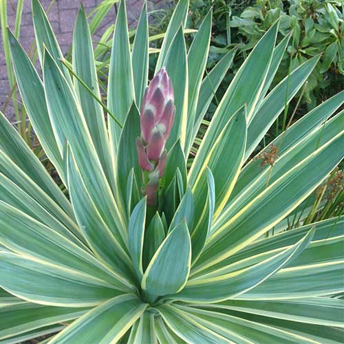 Yucca gloriosa Variegata