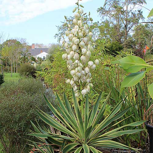 Yucca gloriosa Variegata