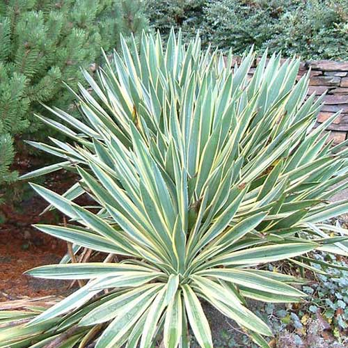 Yucca gloriosa Variegata