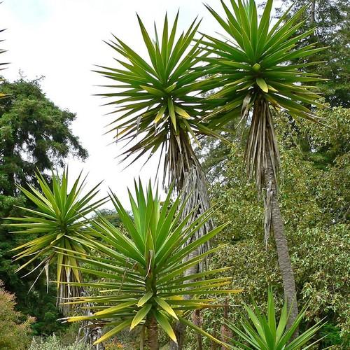 Yucca aloifolia - Future Forests