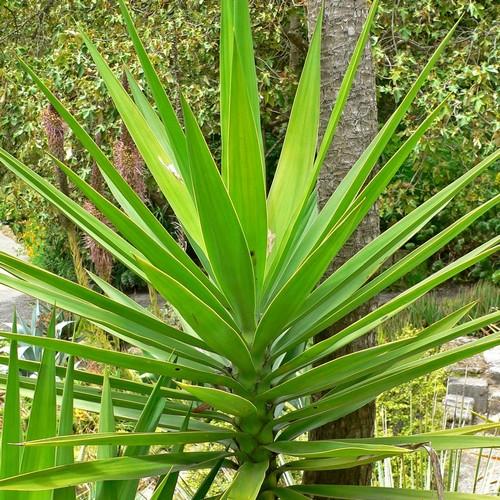 Yucca aloifolia - Future Forests