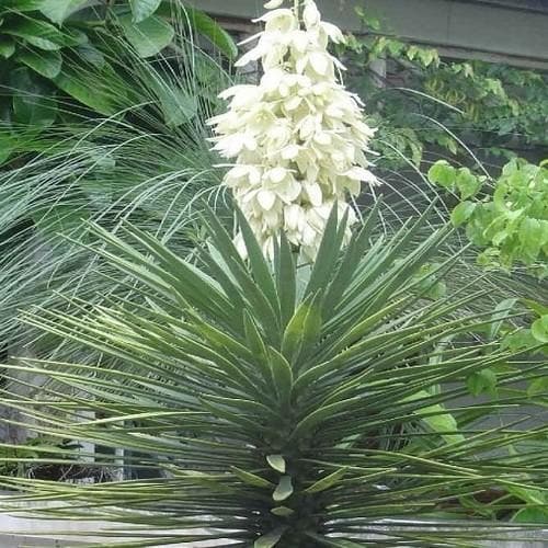 Yucca aloifolia - Future Forests