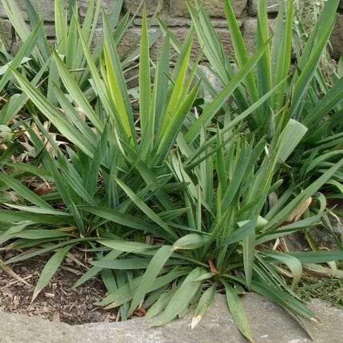 Yucca filamentosa - Future Forests