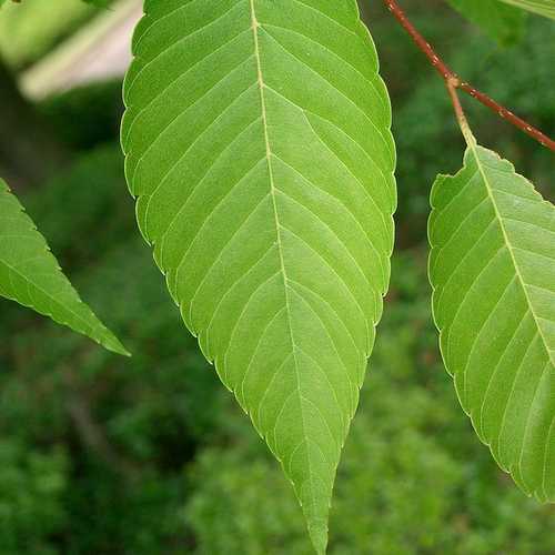 Zelkova serrata - Japanese Zelkova - Future Forests