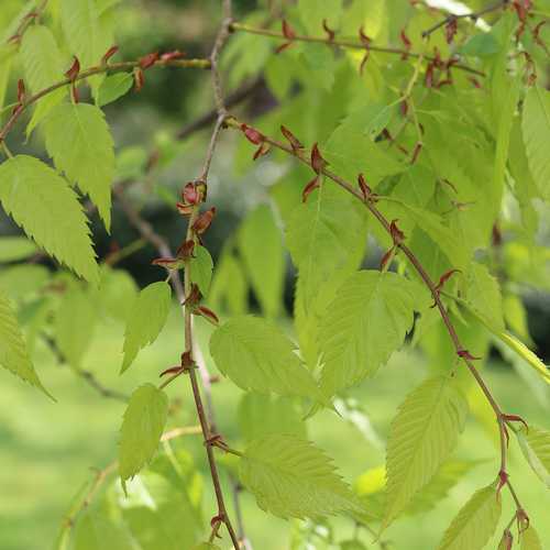 Zelkova serrata - Japanese Zelkova - Future Forests