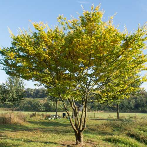 Zelkova serrata - Japanese Zelkova - Future Forests