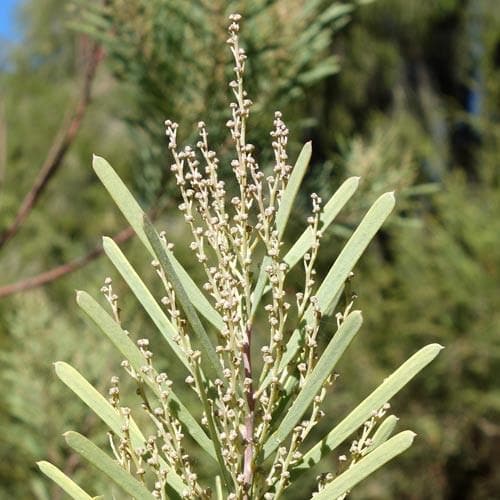 Acacia boormanii - Future Forests