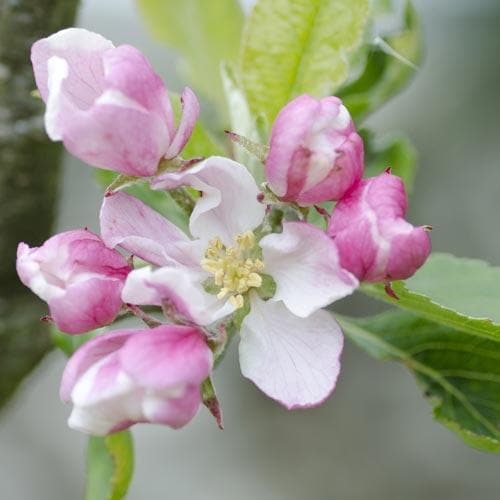 Apple Camelot - Future Forests