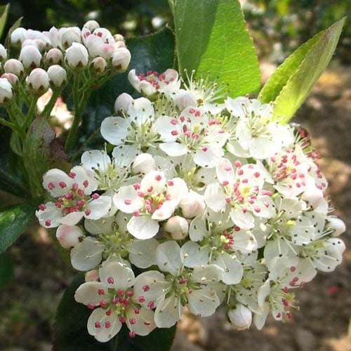 Aronia melanocarpa - Future Forests