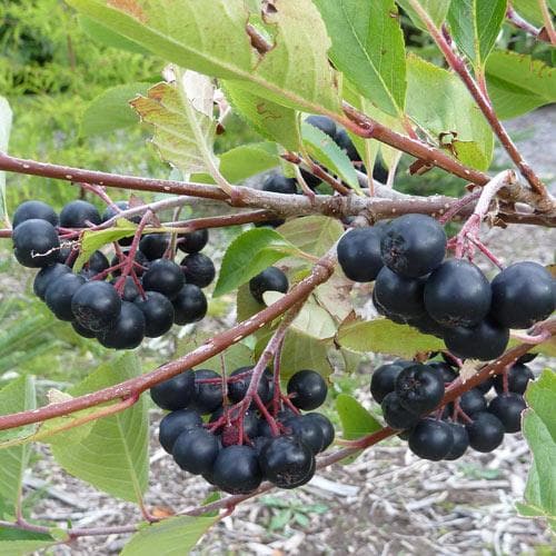 Aronia melanocarpa - Future Forests