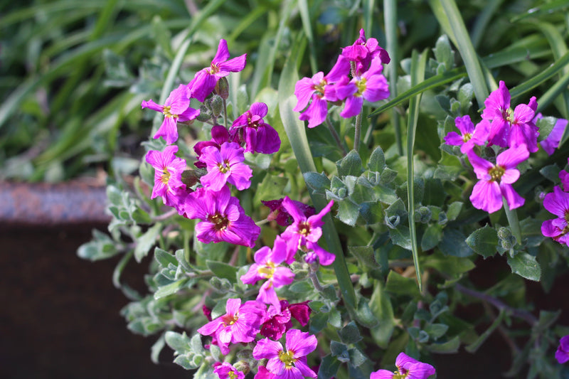 Alpine and Rockery Perennials Mix