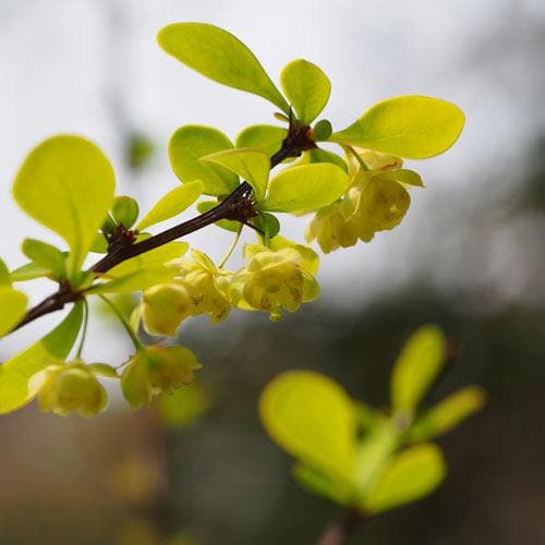 Berberis thunbergii - Future Forests