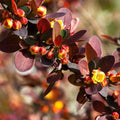 Berberis thungbergii atropurpurea Bareroot | 0.75-1ft