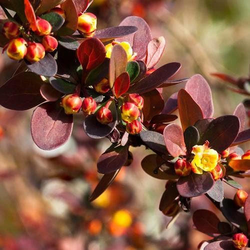 Berberis thungbergii atropurpurea 3ft Bareroot