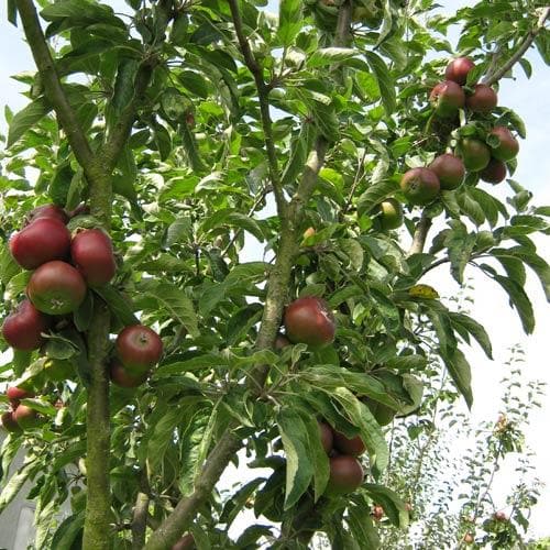 Apple Blood of the Boyne - Future Forests