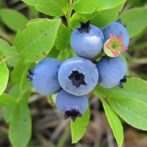 Blueberry Blue Jay Pot | 2L